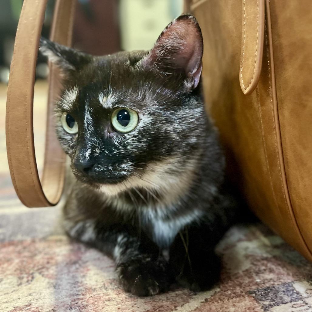 Meatloaf, Adoptable, Young Female Domestic Short Hair.