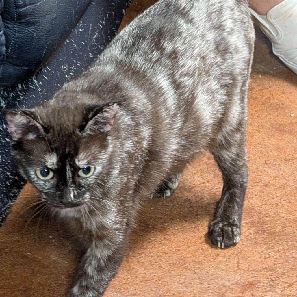 Meatloaf, Adoptable, Young Female Domestic Short Hair.