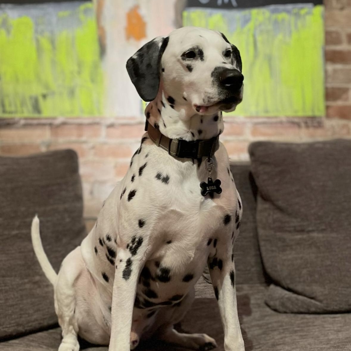 Say hello to Lucas a 6-year-old purebred Dalmatian whos basically a 60-pound spotty love machine