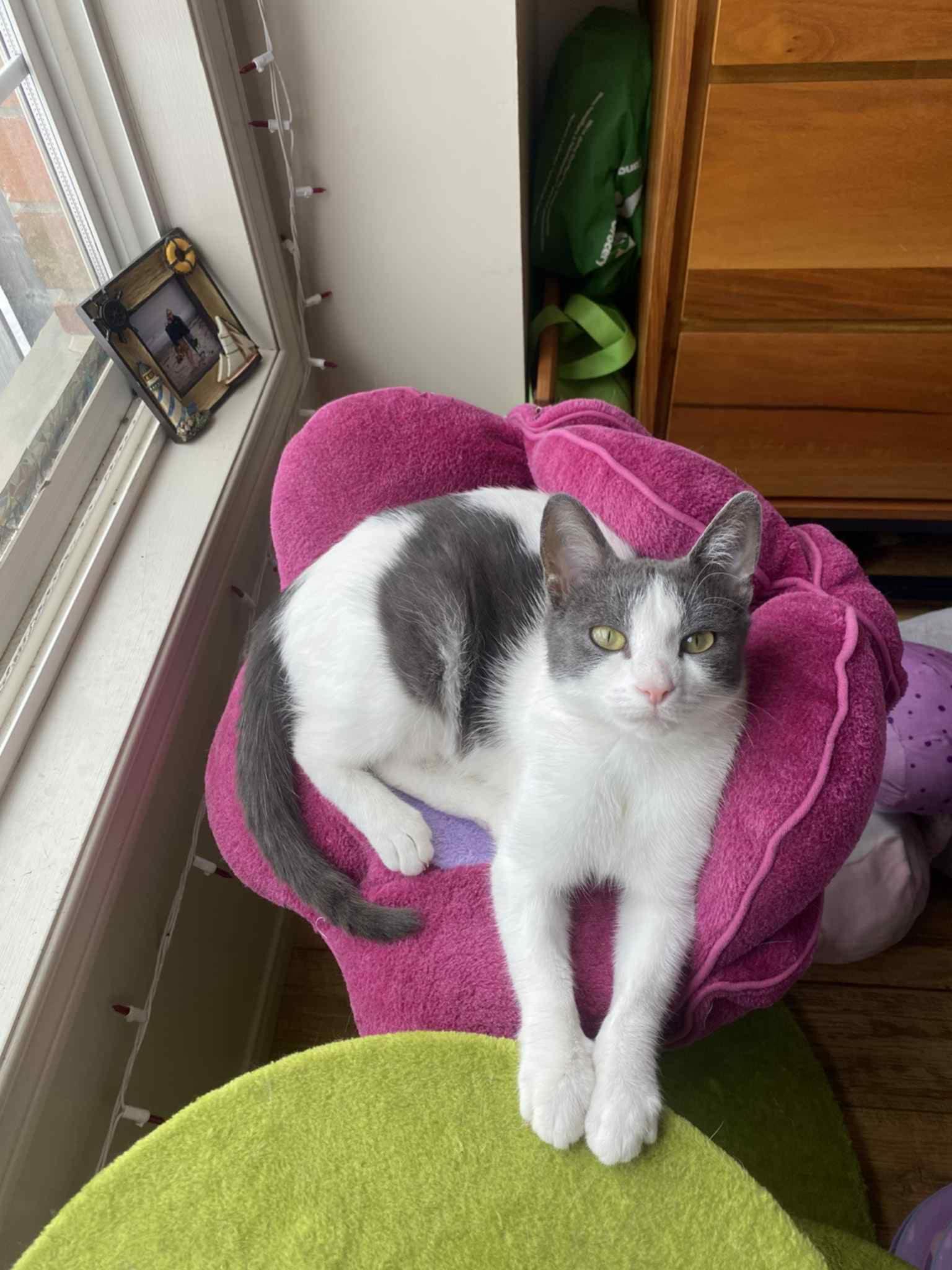 Opal, Adult Female Domestic Short Hair
