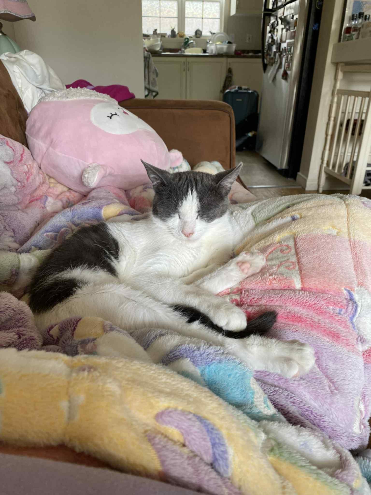 Opal, a Adoptable Domestic Short Hair image 5/5