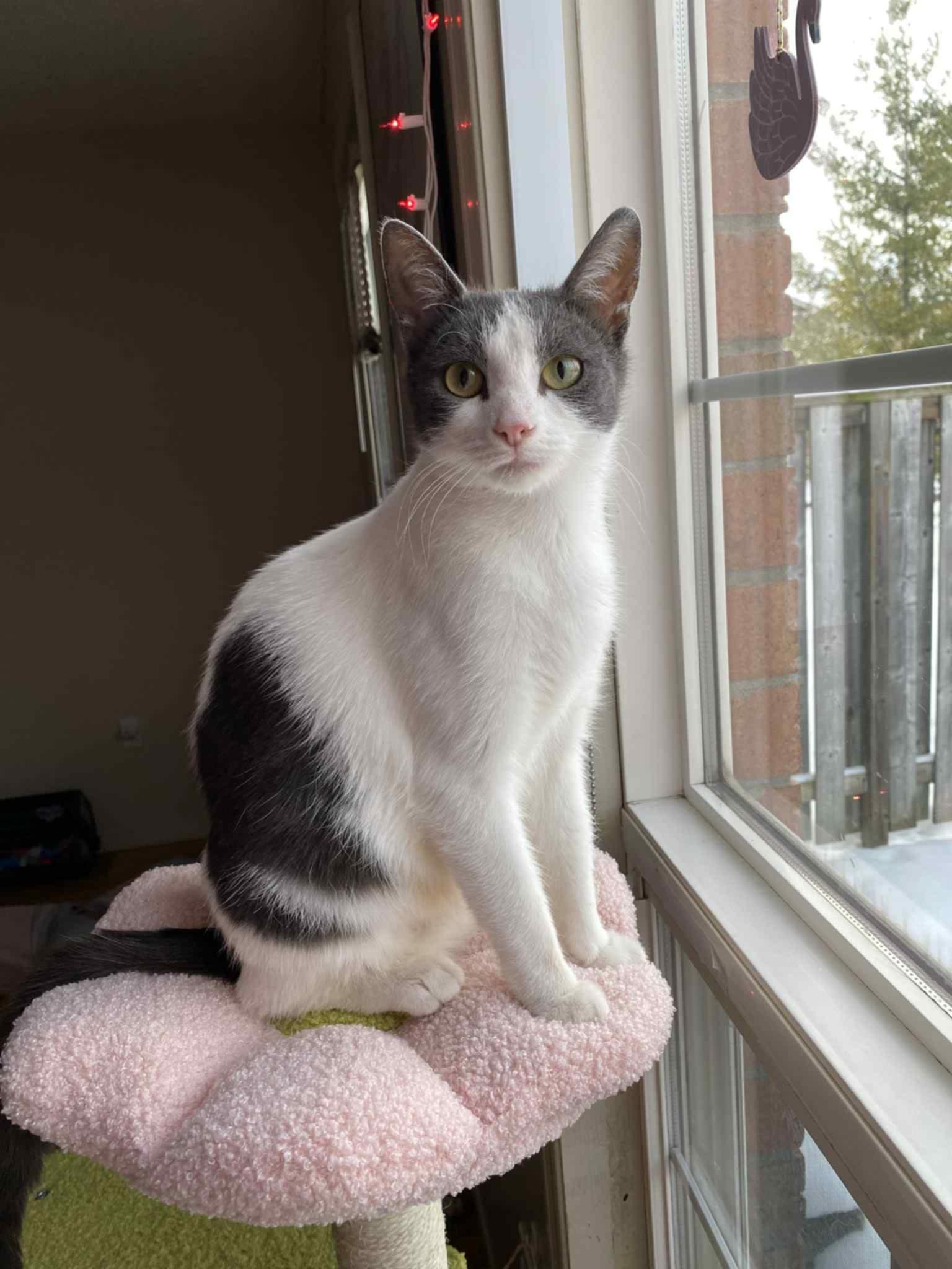 Opal, a Adoptable Domestic Short Hair image 3/5