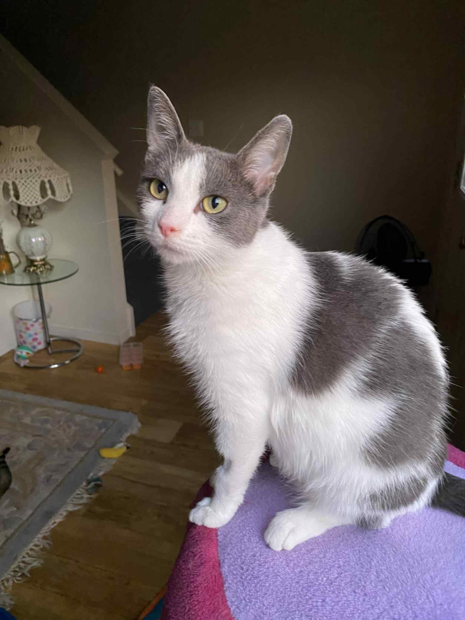 Opal, a Adoptable Domestic Short Hair image 2/5