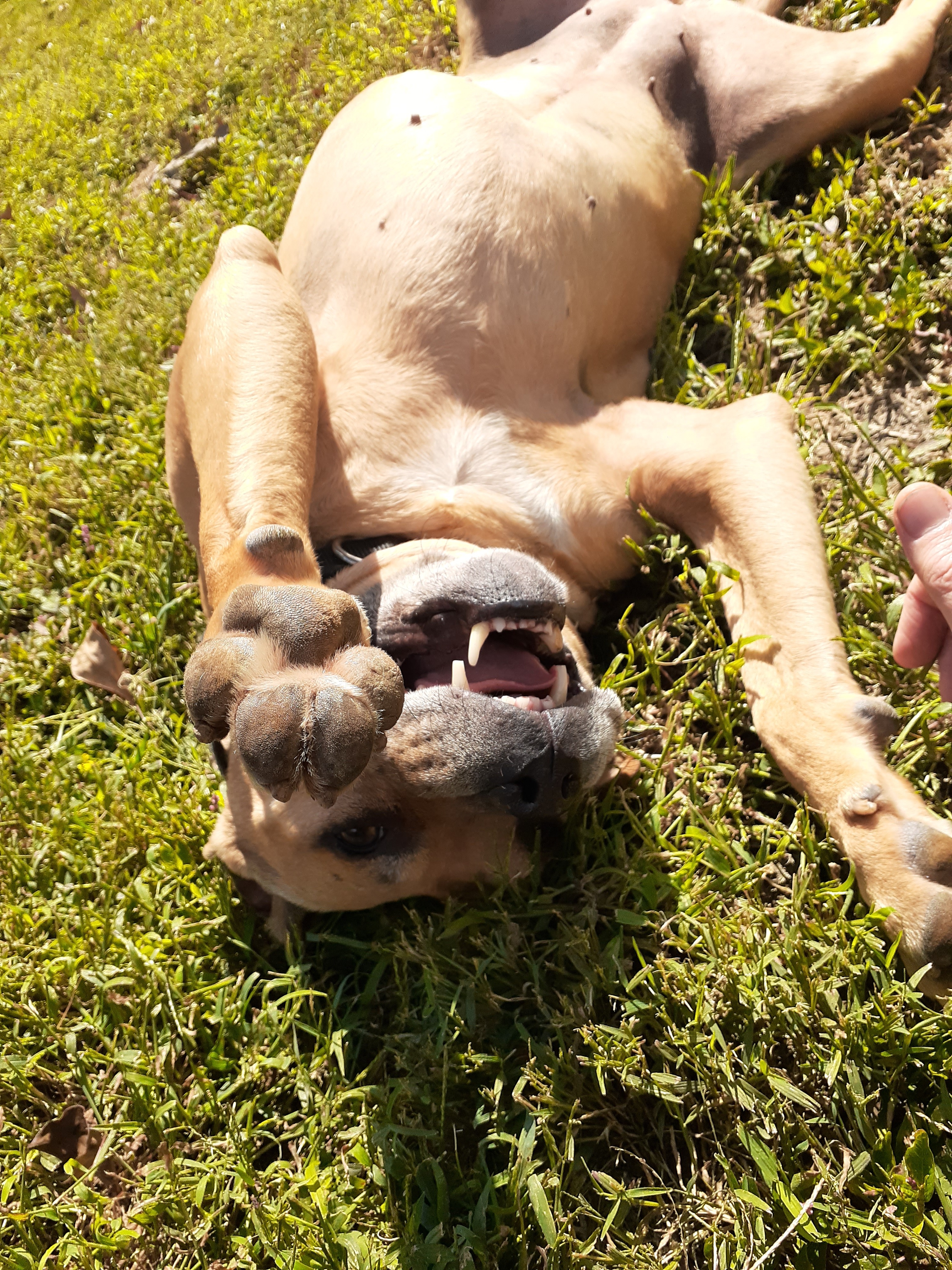 Holly, a Adoptable mixed breed in Vine Grove, KY image 2/12