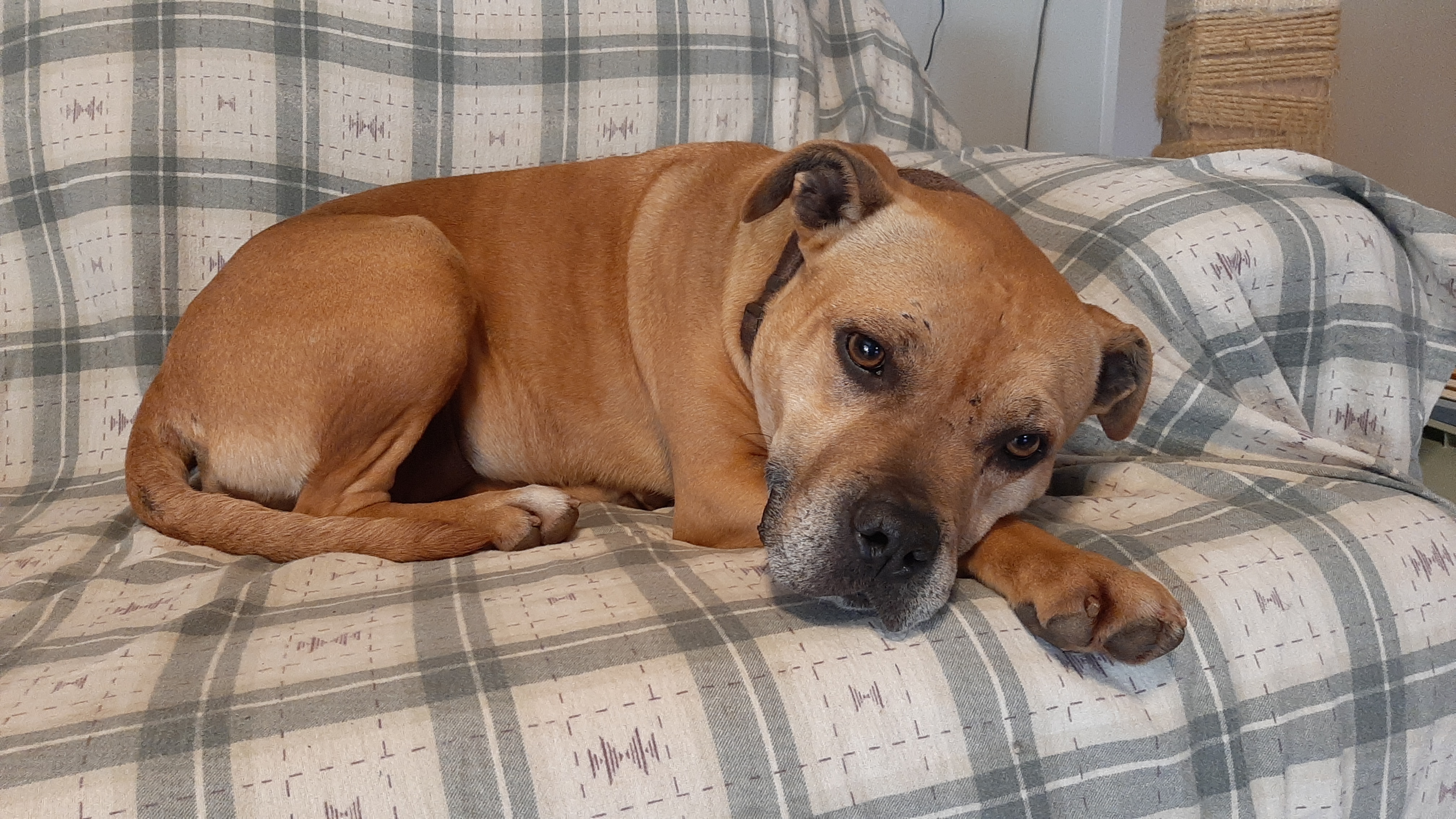 Holly, a Adoptable mixed breed in Vine Grove, KY image 3/12