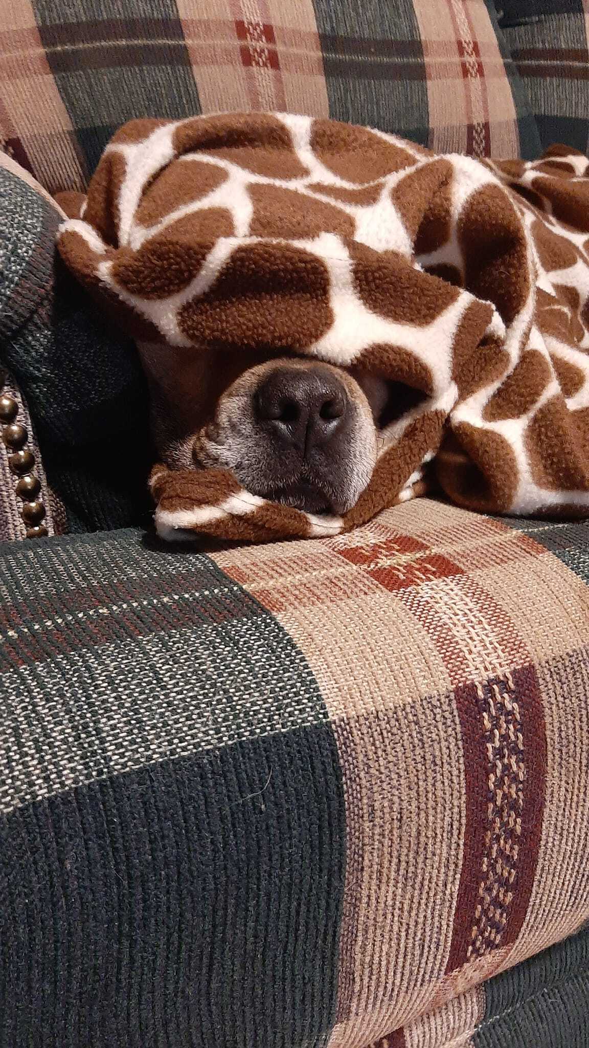 Holly, a Adoptable mixed breed in Vine Grove, KY image 5/12