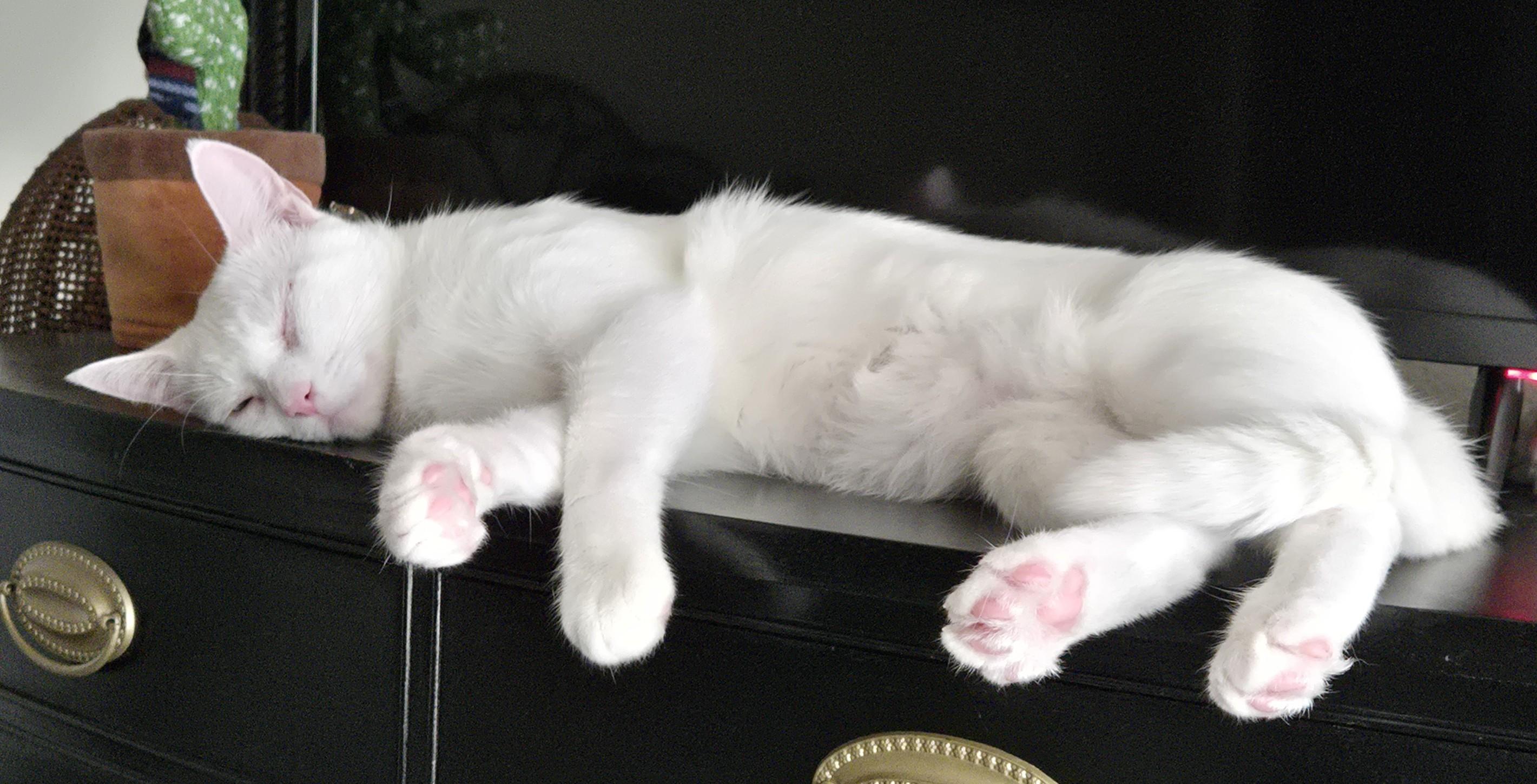 Enlarge Gordy, a Adopted American Shorthair in Laguna Woods, CA image 3/6