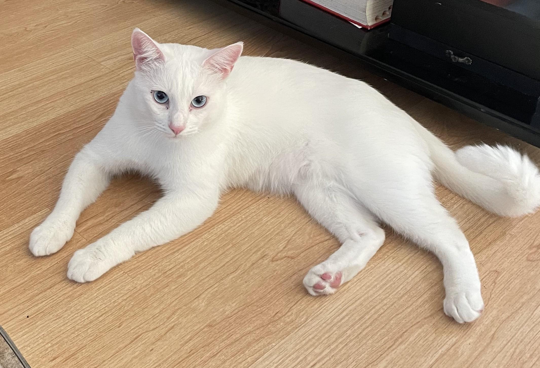 Gordy, Adopted, Young Male American Shorthair.