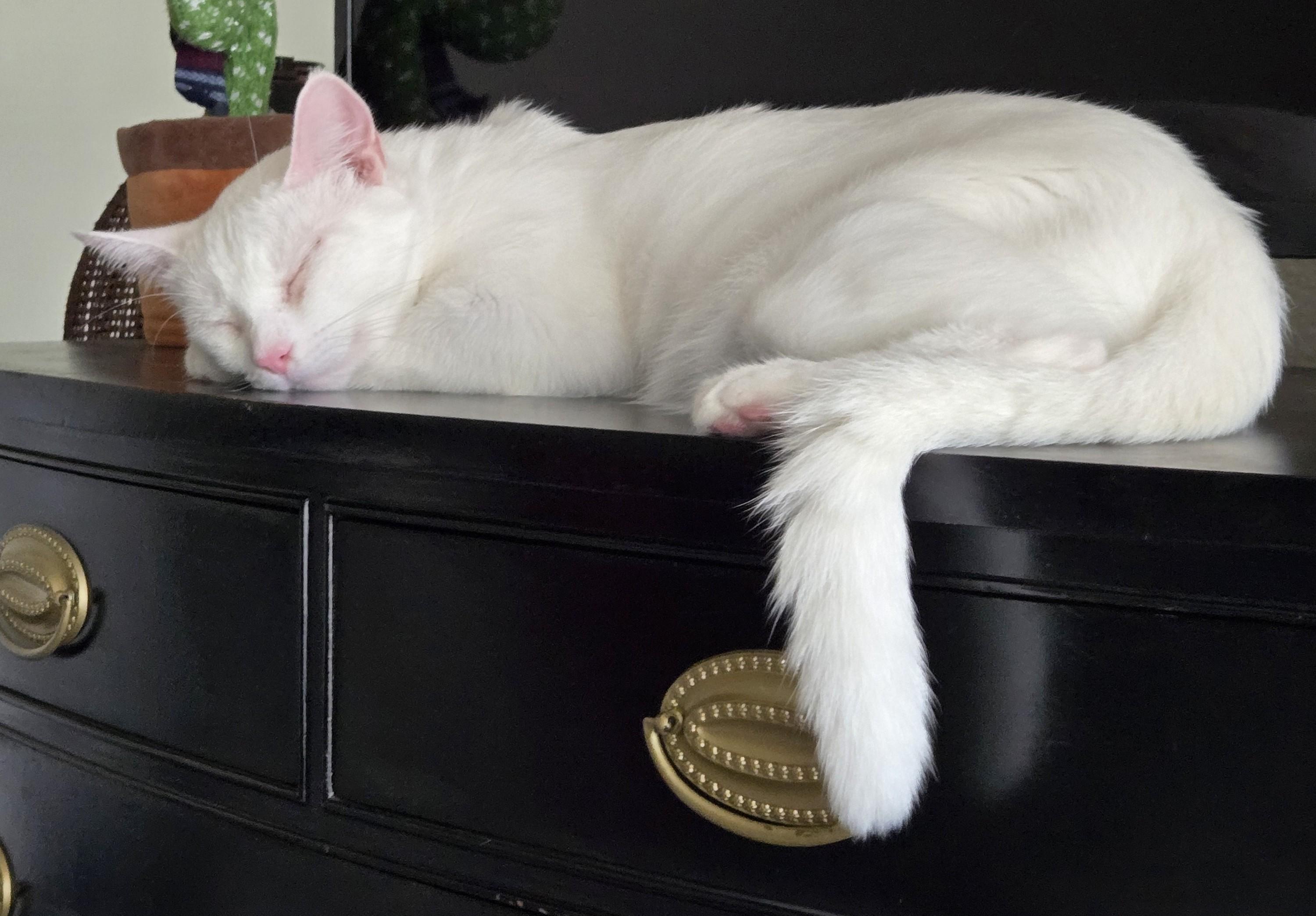 Enlarge Gordy, a Adopted American Shorthair in Laguna Woods, CA image 5/6