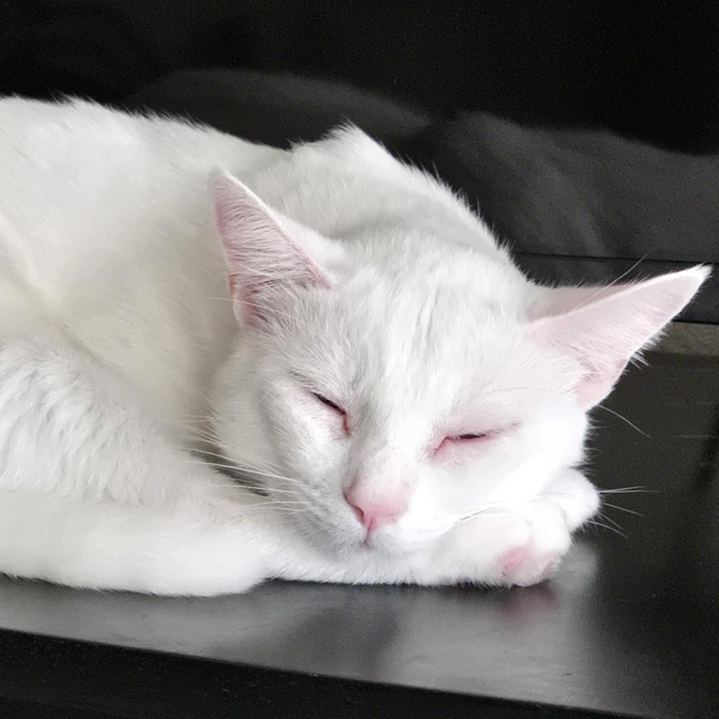 Enlarge Gordy, a Adopted American Shorthair in Laguna Woods, CA image 6/6