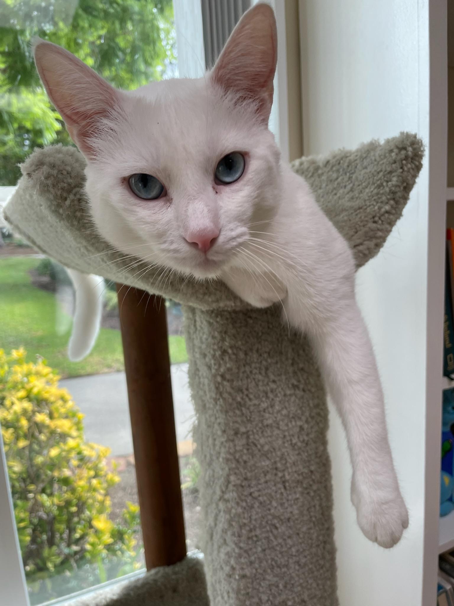 Enlarge Gordy, a Adopted American Shorthair in Laguna Woods, CA image 2/6