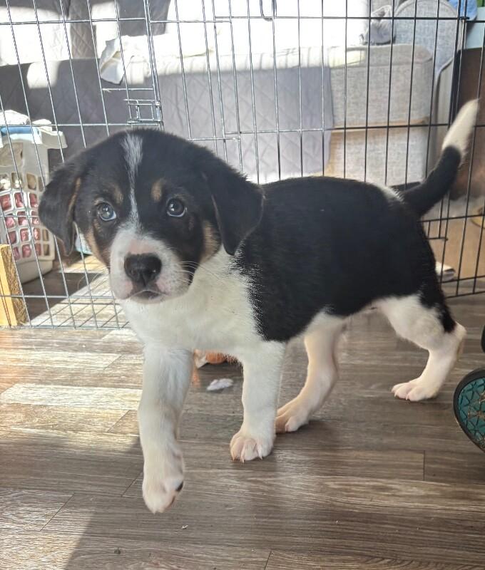 Gracie, Adoptable, Young Female German Shepherd Dog & Mixed Breed.