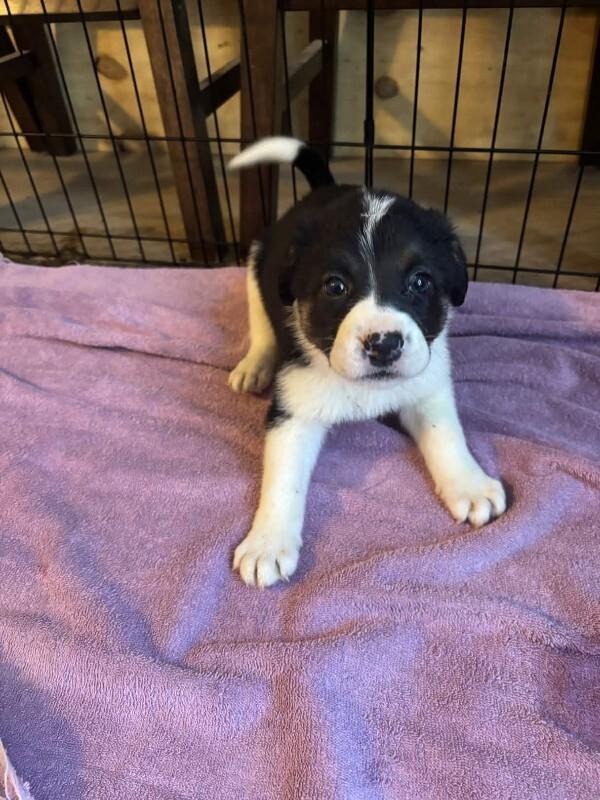 Enlarge Gracie, a Adoptable mixed breed in renton, WA image 5/6