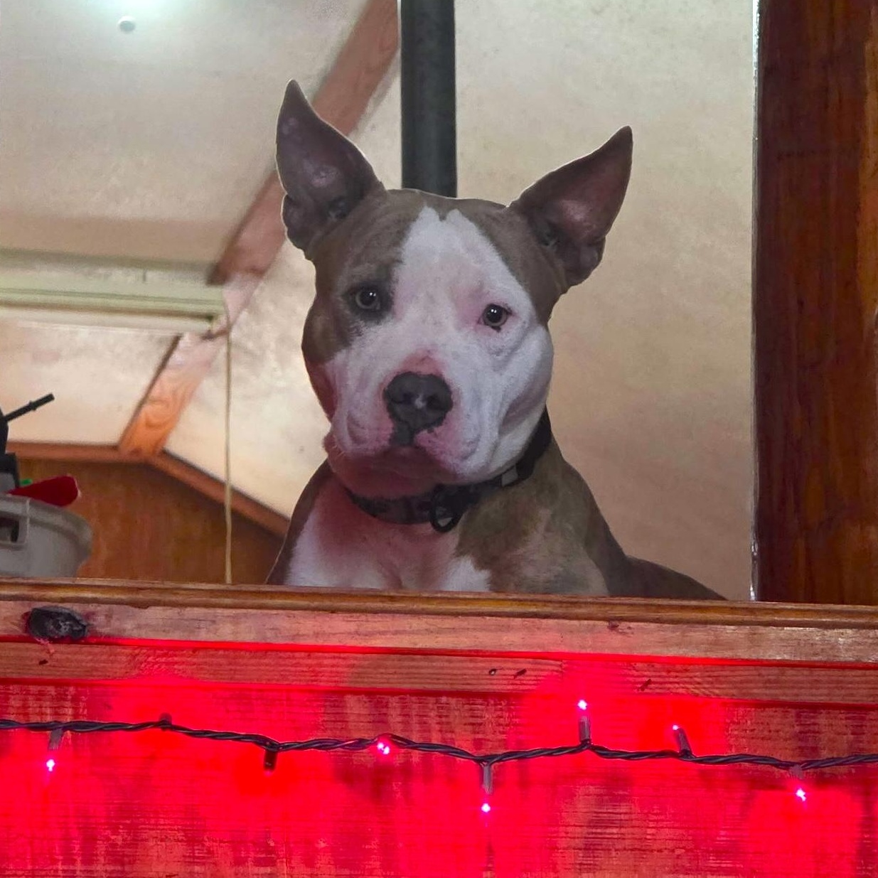 Chaos — thumbnail 2