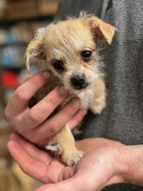 Enlarge Paddington, a ADOPTABLE mixed breed in Cushing, OK image 2/3