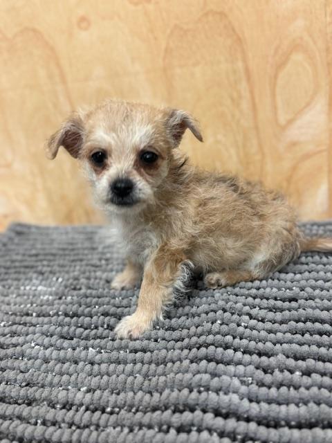 Paddington, ADOPTABLE, Puppy Male Miniature Poodle & Chihuahua.