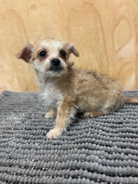 Enlarge Paddington, a ADOPTABLE mixed breed in Cushing, OK image 3/3