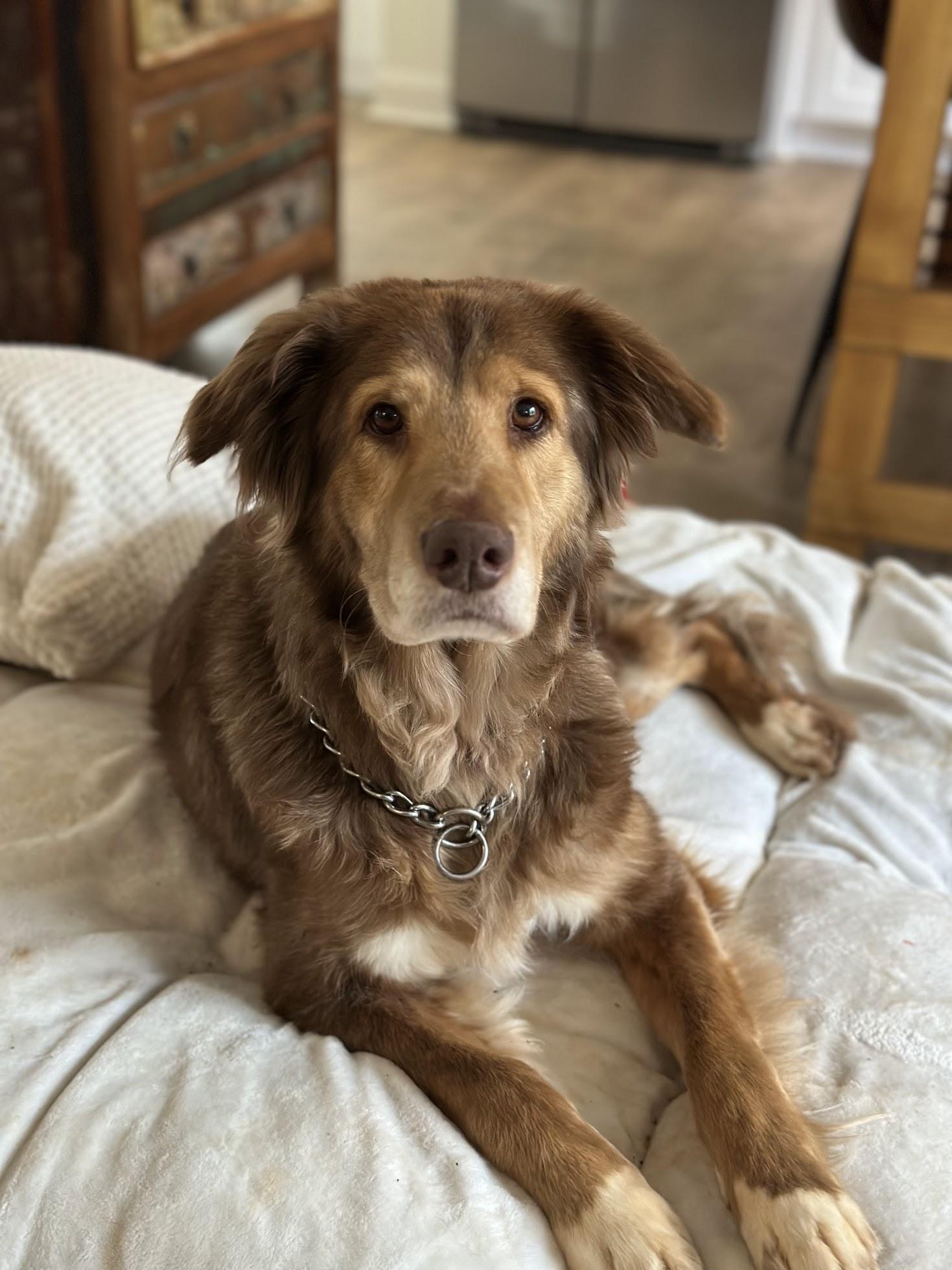 Enlarge Brownie, a Adopted mixed breed in Catawba, NC image 1/6