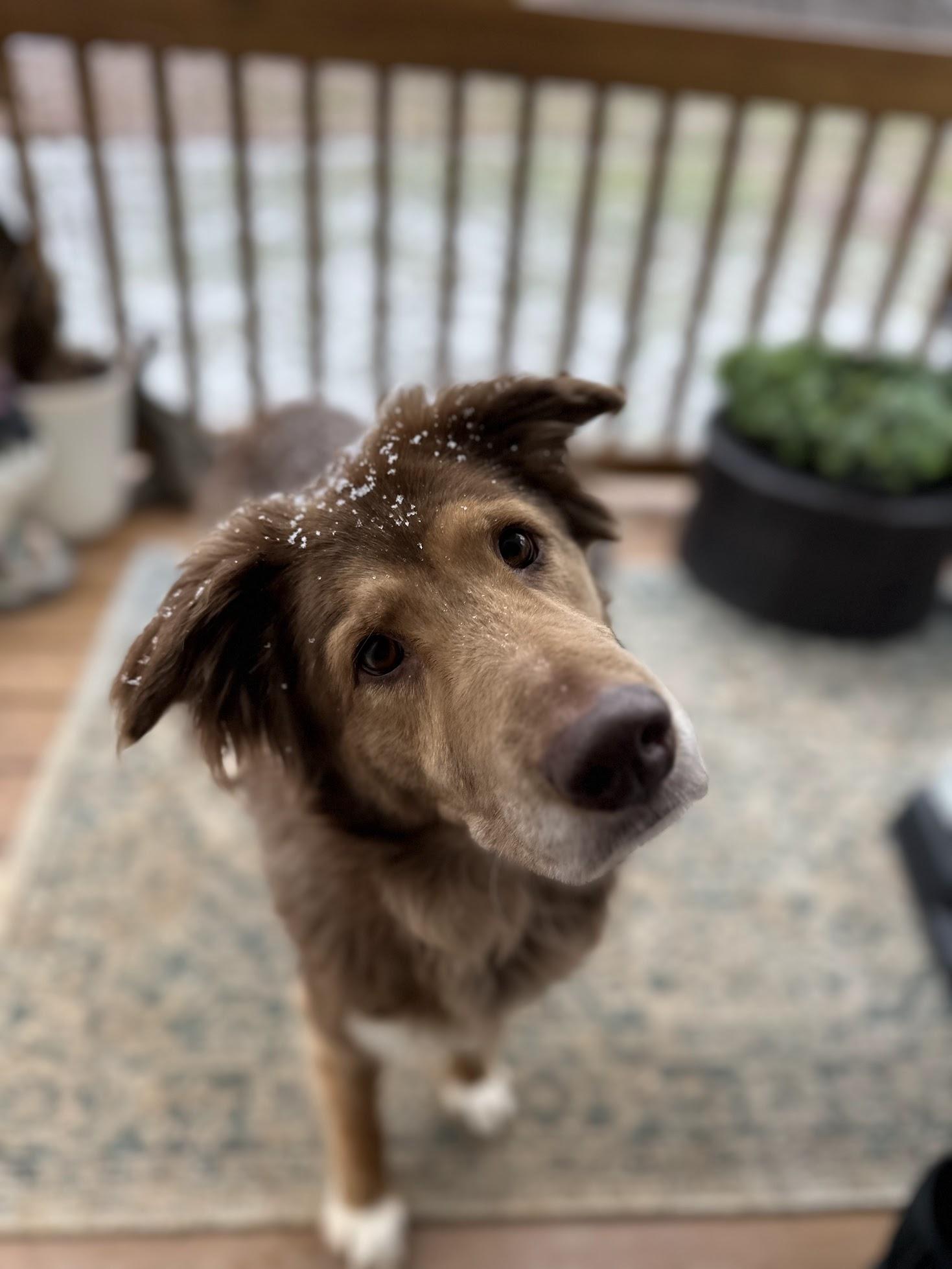 Enlarge Brownie, a Adopted mixed breed in Catawba, NC image 2/6