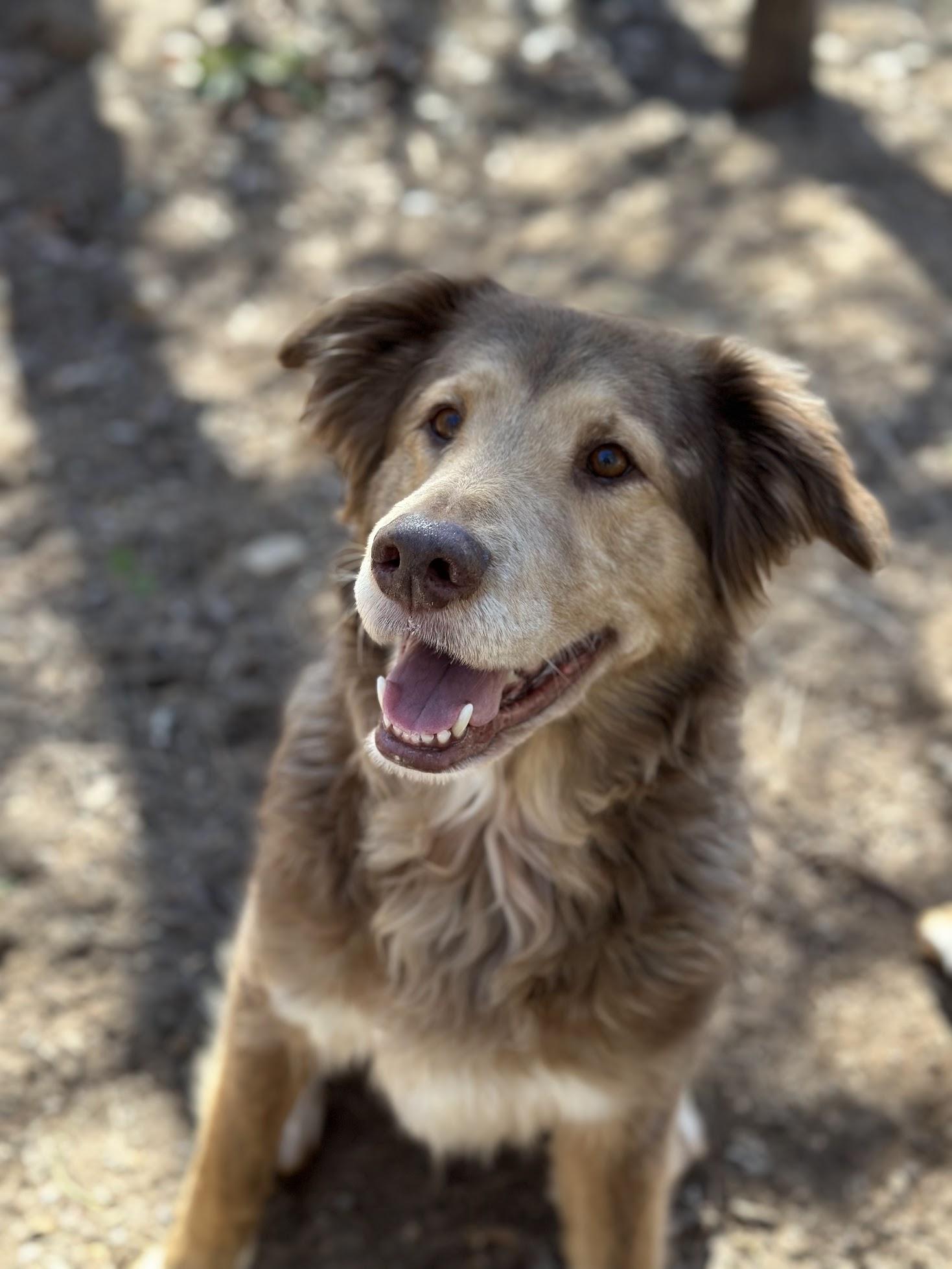 Enlarge Brownie, a Adopted mixed breed in Catawba, NC image 3/6