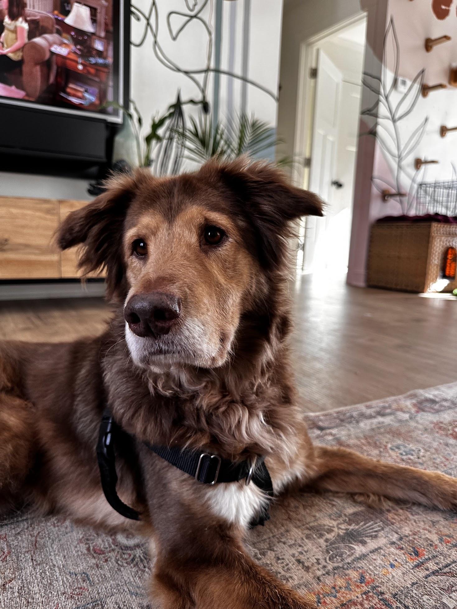 Enlarge Brownie, a Adopted mixed breed in Catawba, NC image 4/6
