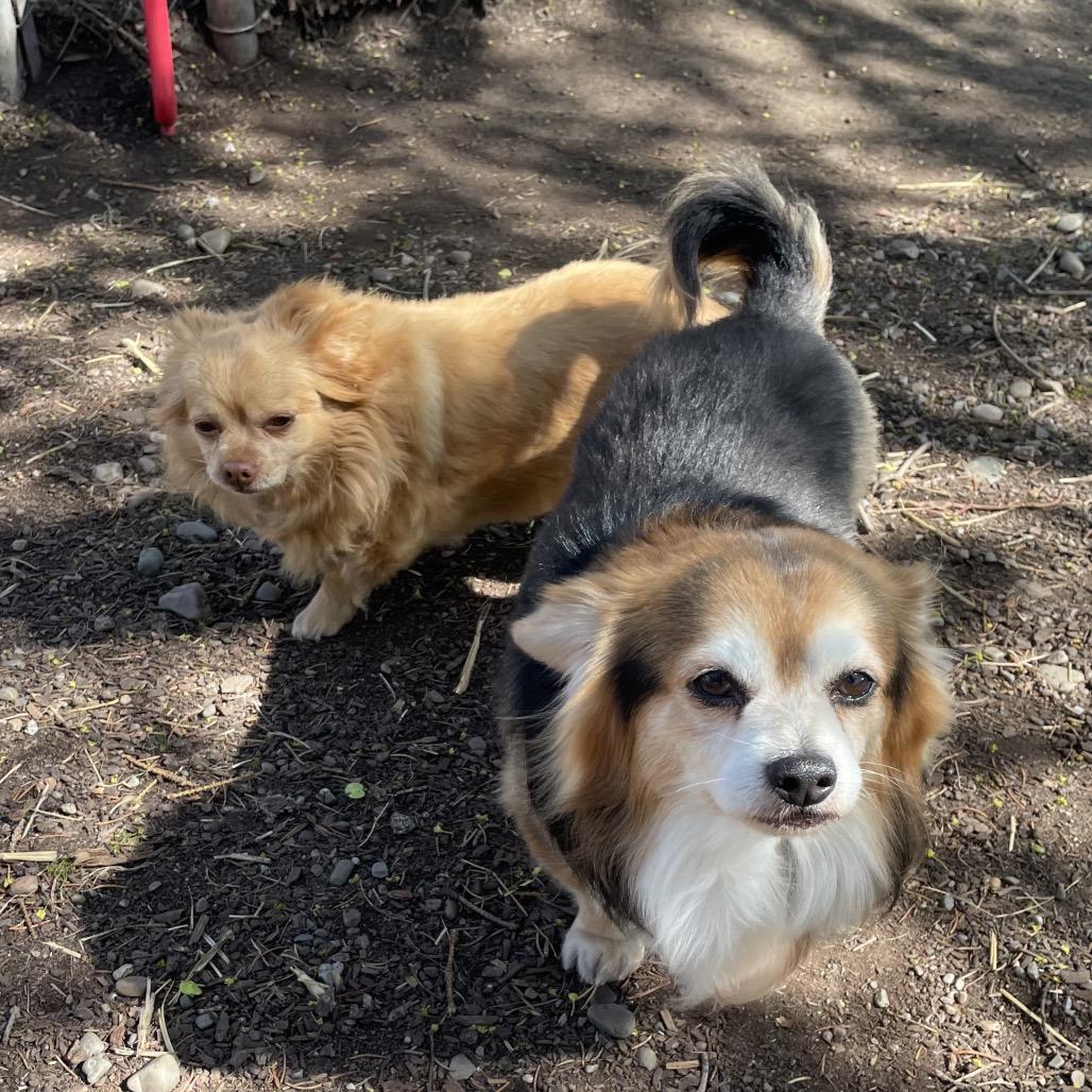 Queenie, Adoptable, Senior Female Chihuahua.