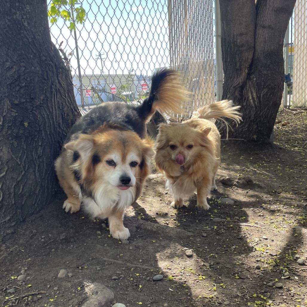 Enlarge Queenie, a Adoptable Chihuahua in Spokane, WA image 2/5