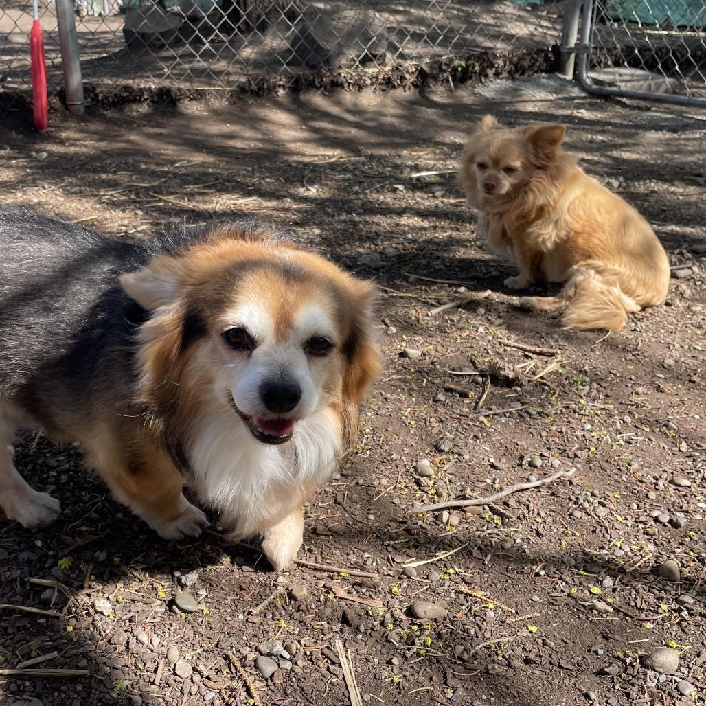 Enlarge Queenie, a Adoptable Chihuahua in Spokane, WA image 3/5