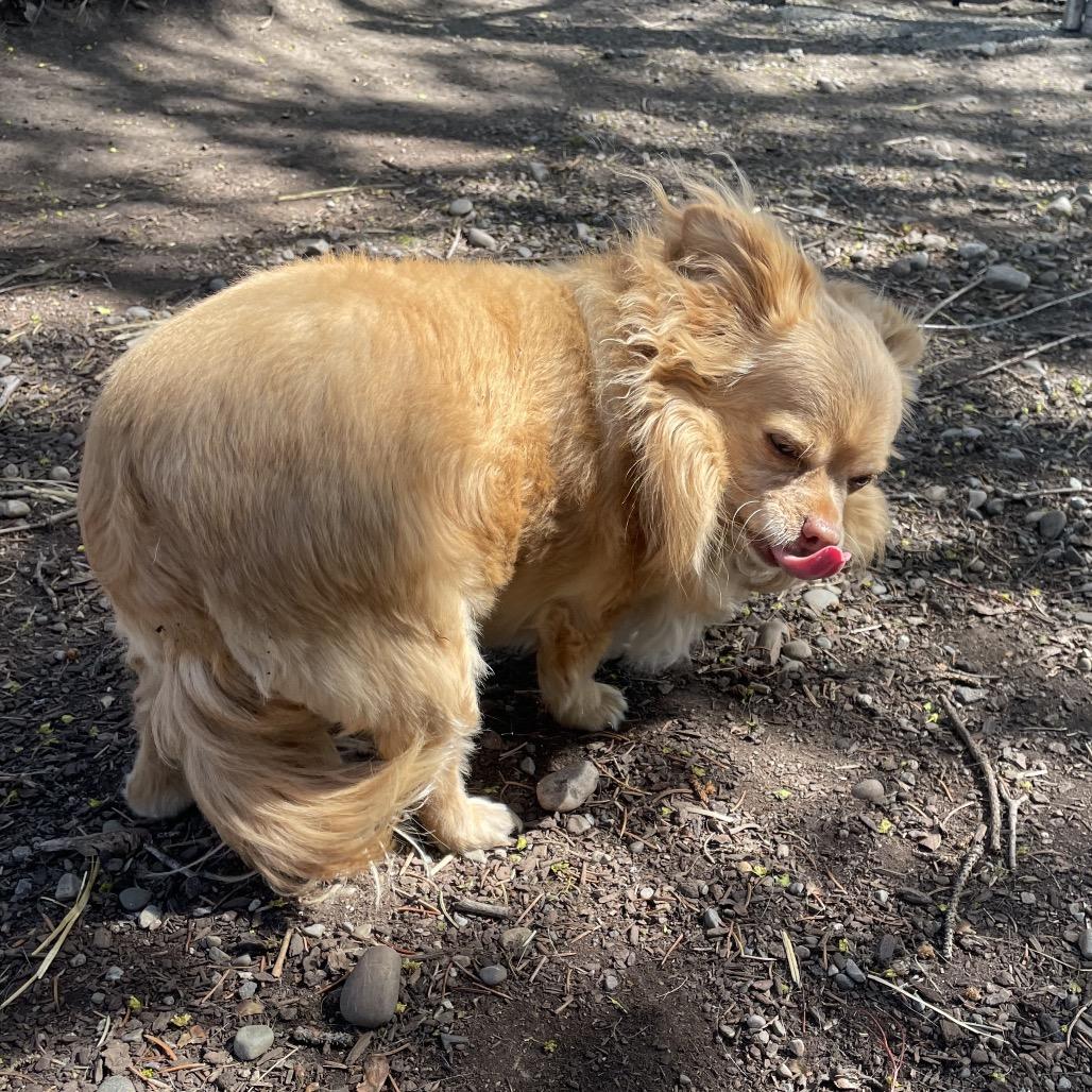 Enlarge Queenie, a Adoptable Chihuahua in Spokane, WA image 4/5