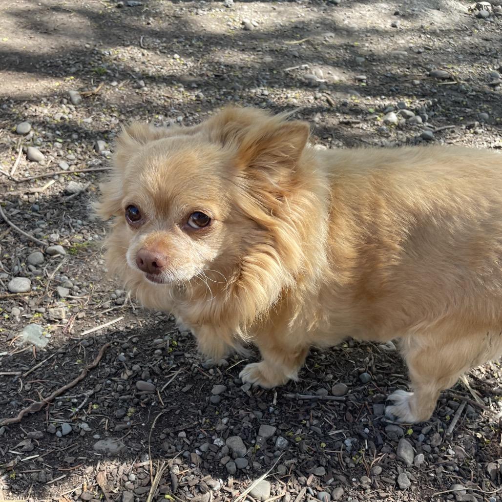 Enlarge Queenie, a Adoptable Chihuahua in Spokane, WA image 5/5