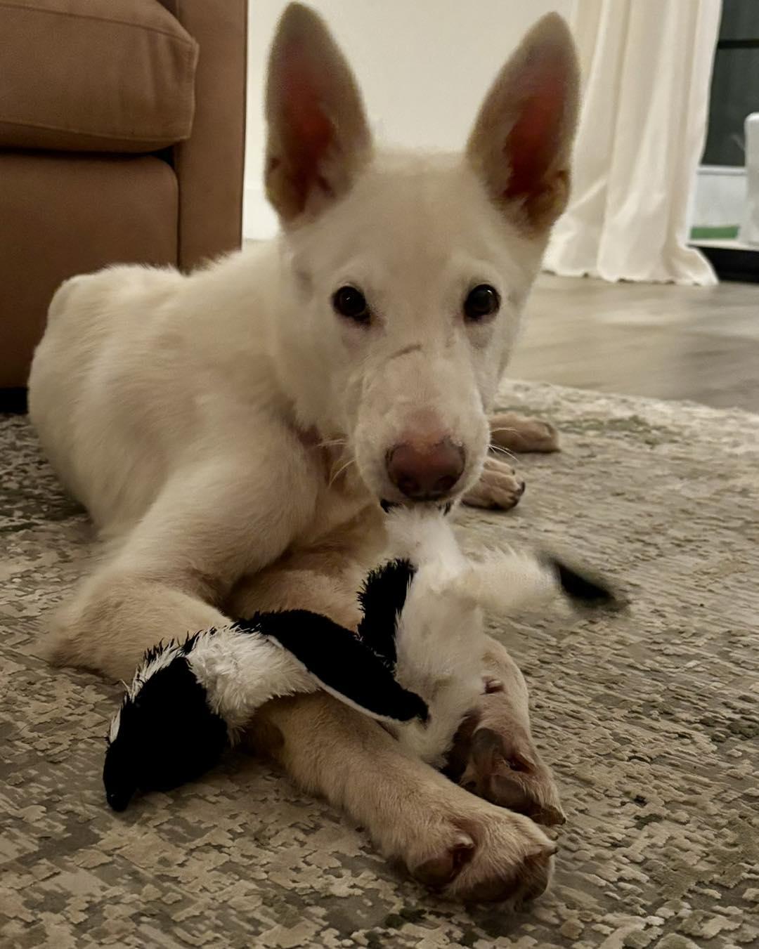 Rocket, Young Male Shepherd