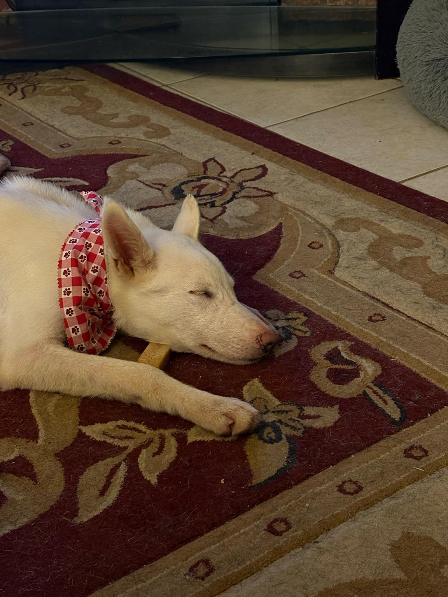 Rocket