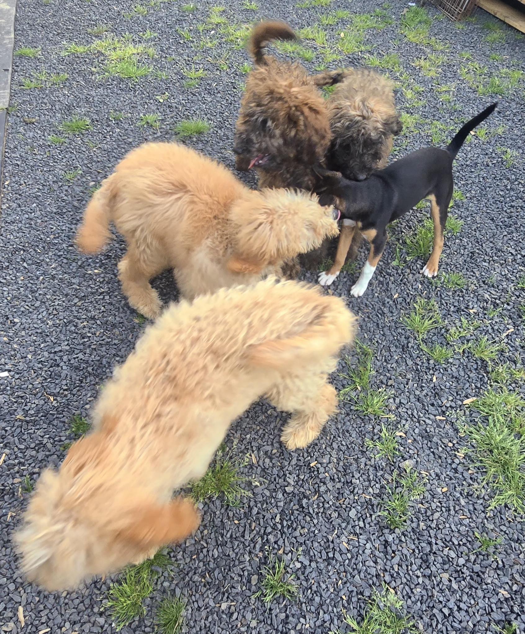 Enlarge Madoc, a Adopted Goldendoodle in Winlock, WA image 6/6