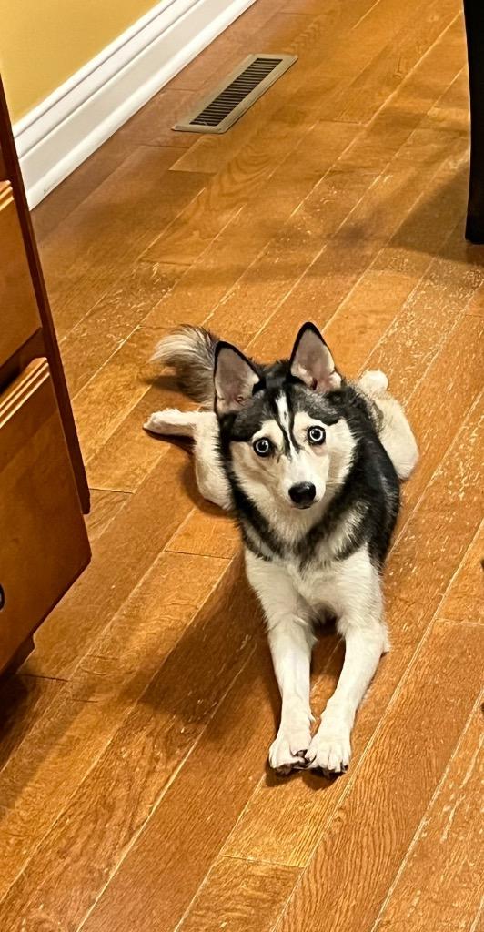 Winter, Adoptable, Adult Female Pomeranian & Husky.