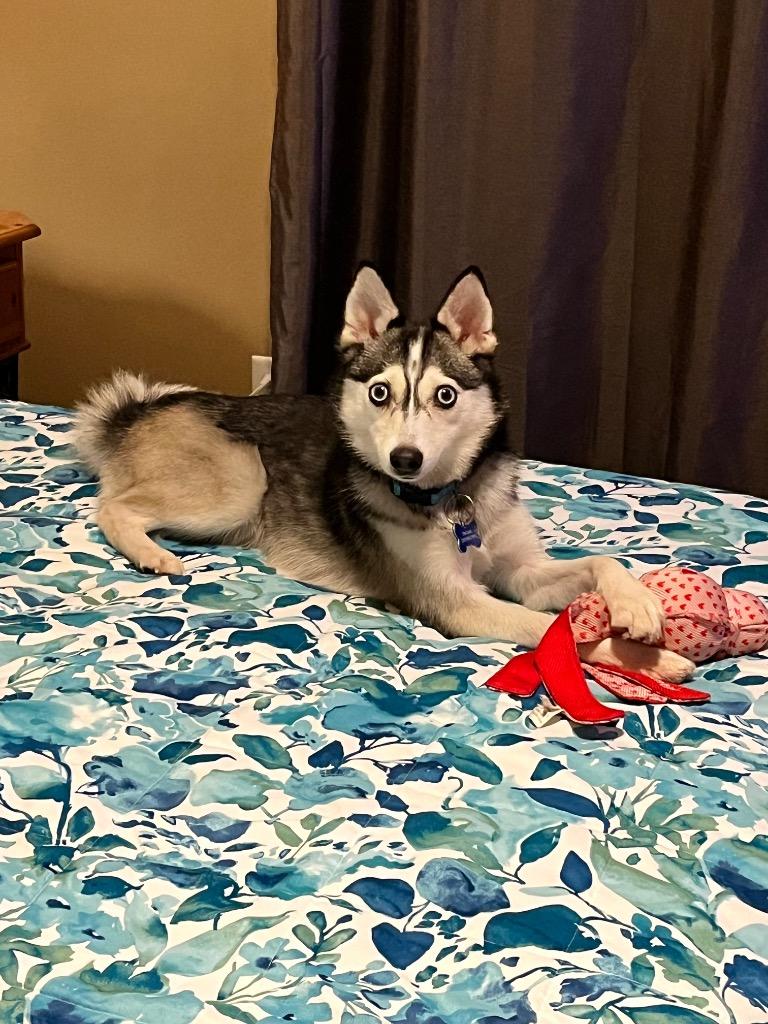 Enlarge Winter, a Adoptable mixed breed in Valparaiso, IN image 1/1