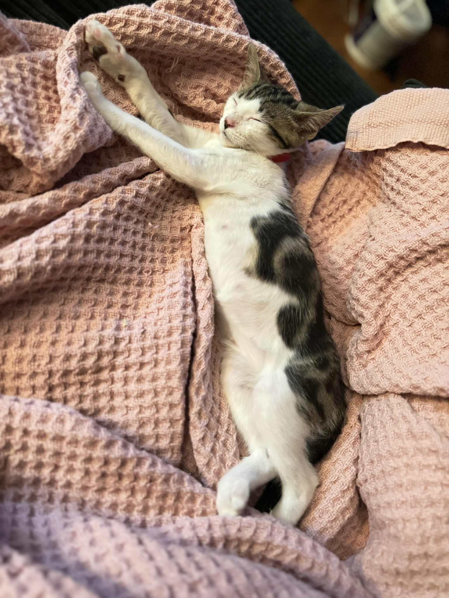 Enlarge Milly, a Adoptable Domestic Short Hair in Coatesville, PA image 1/3