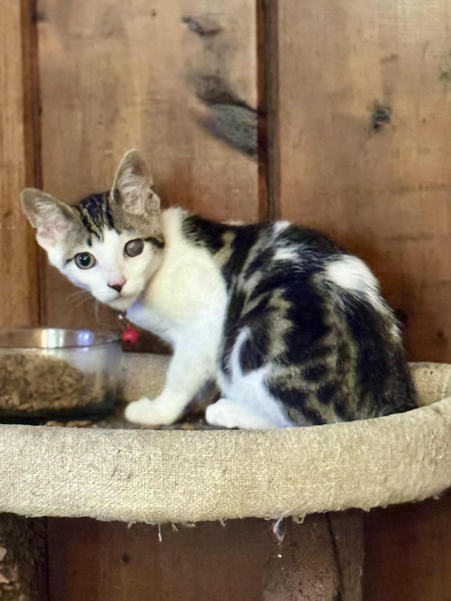 Enlarge Milly, a Adoptable Domestic Short Hair in Coatesville, PA image 2/3