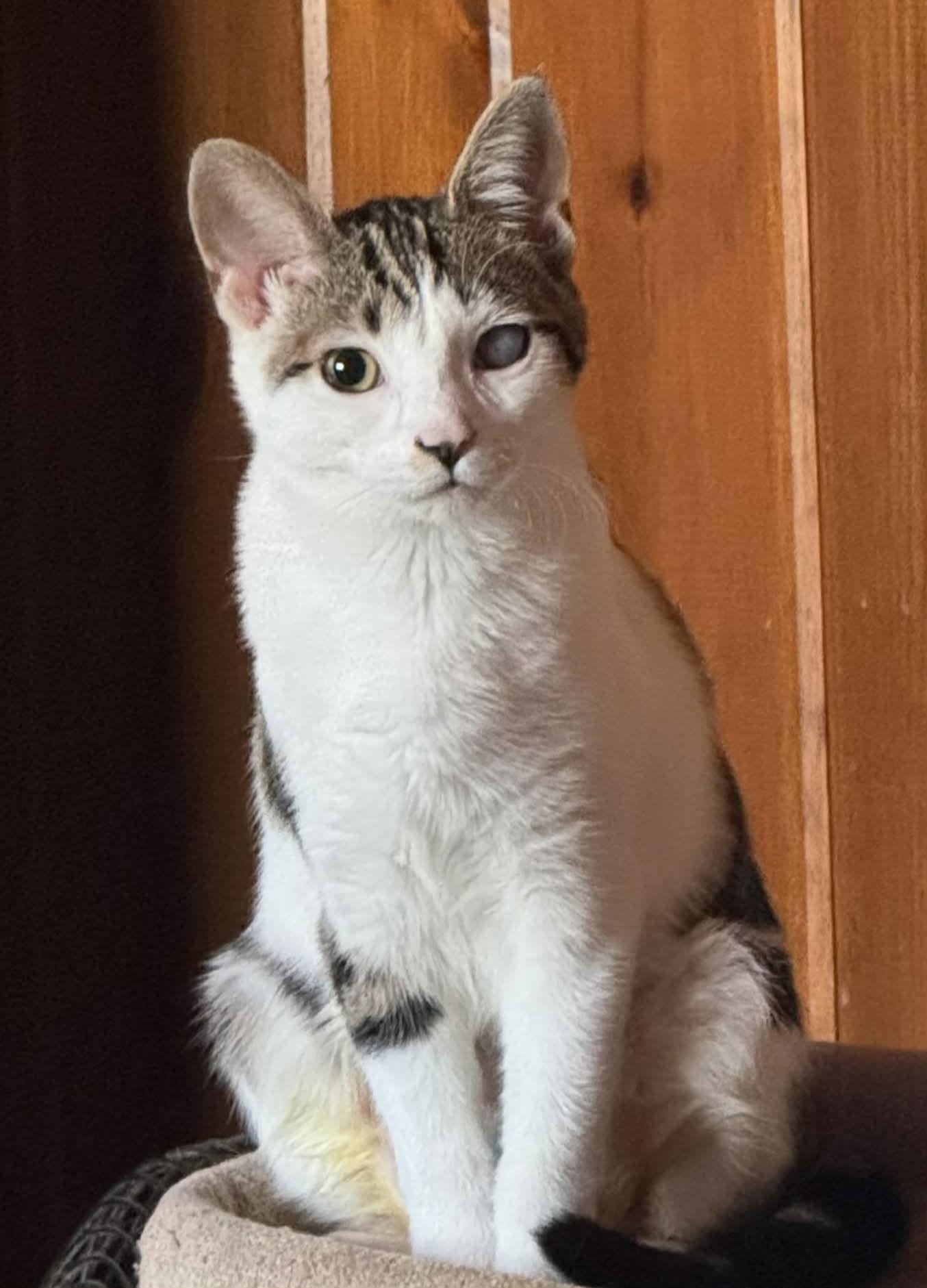 Enlarge Milly, a Adoptable Domestic Short Hair in Coatesville, PA image 3/3