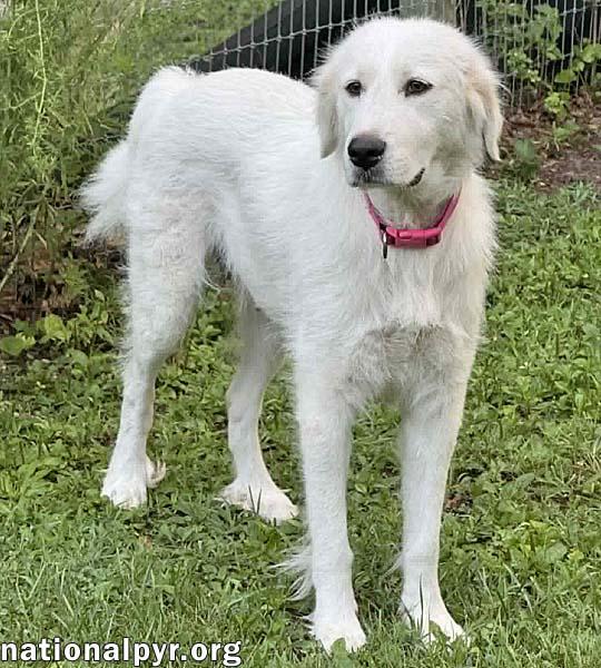 Cinderella in OH - Princess Pyr Sweetheart, an adopted Great Pyrenees in Bellevue, OH image 3/4