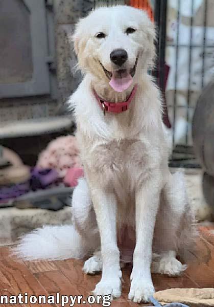 Cinderella in OH - Princess Pyr Sweetheart, an adopted Great Pyrenees in Bellevue, OH image 2/4
