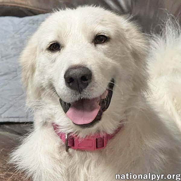 Cinderella in OH - Princess Pyr Sweetheart, an adopted Great Pyrenees in Bellevue, OH image 1/4