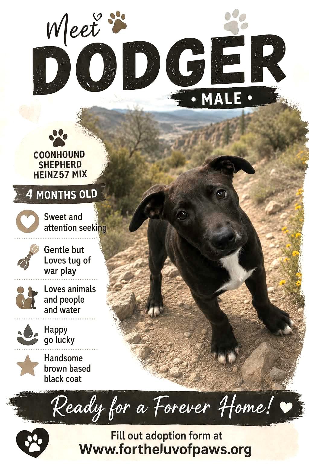 Enlarge Dodger, an adopted mixed breed in Golden Valley, AZ image 1/1