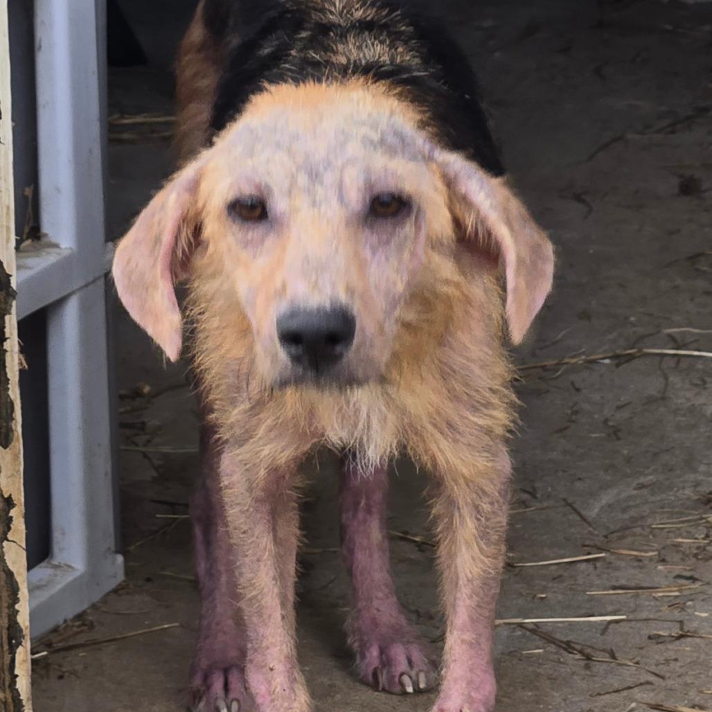 Harlie — thumbnail 2