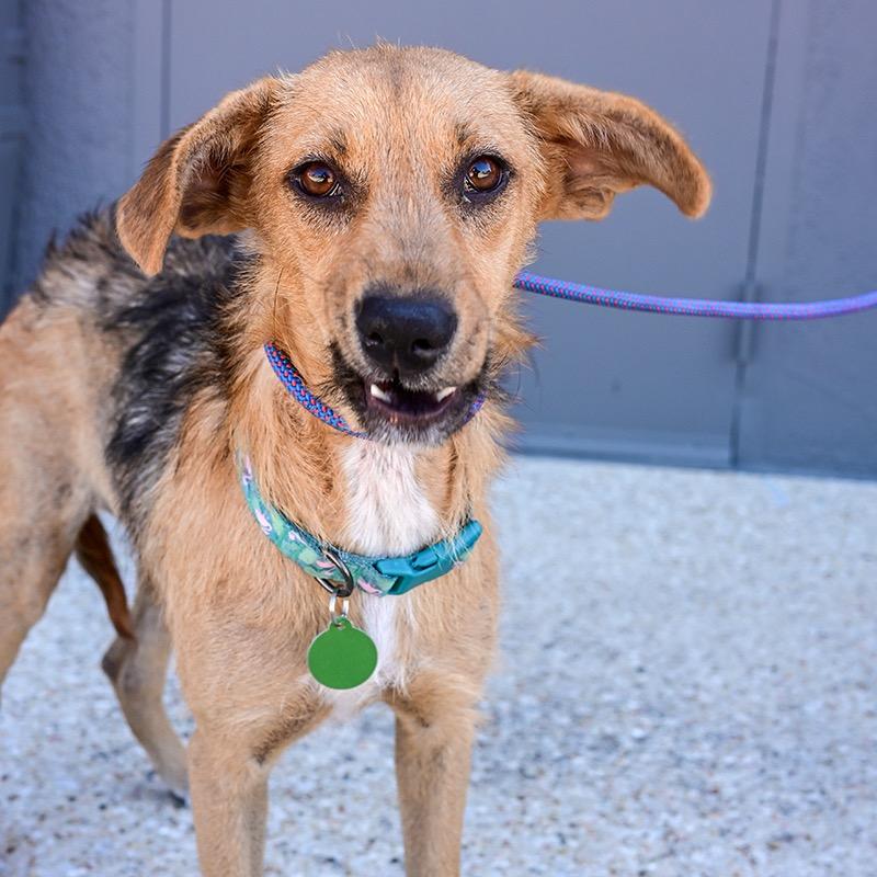 Harlie — thumbnail 3