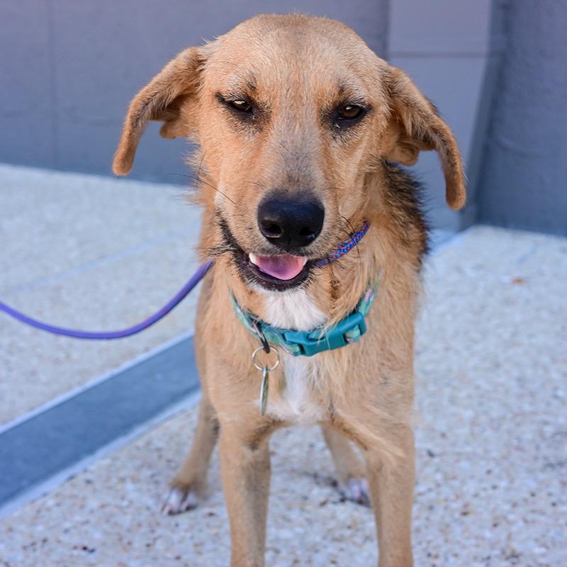 Harlie — thumbnail 4