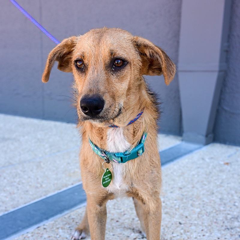 Harlie — thumbnail 5