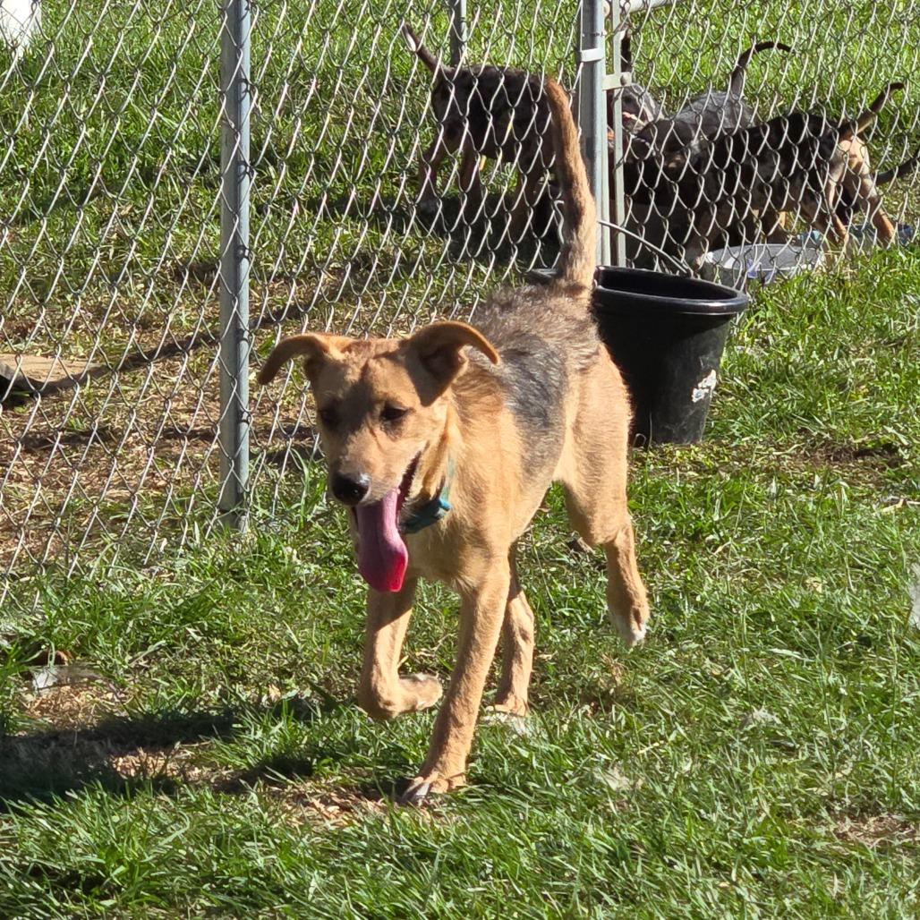 Harlie — thumbnail 6