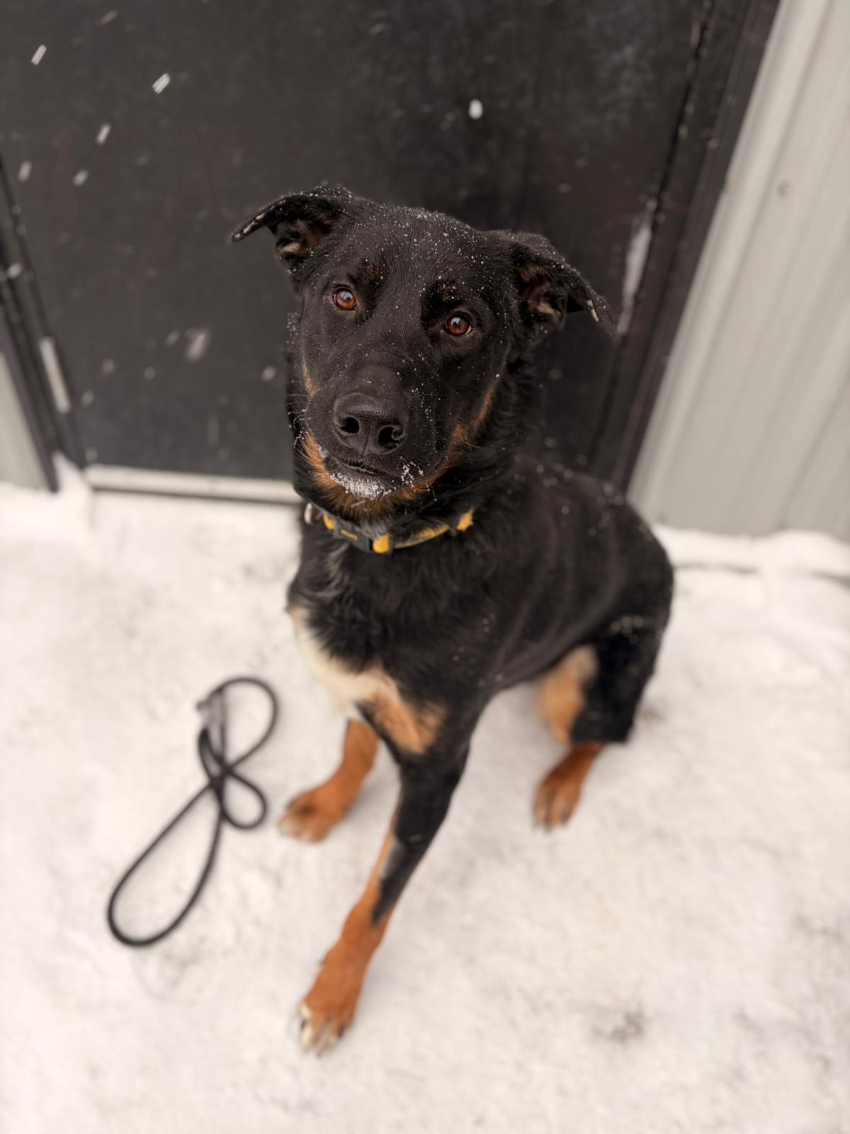 Enlarge Ben, a ADOPTABLE Shepherd in Medicine Hat, AB image 1/1