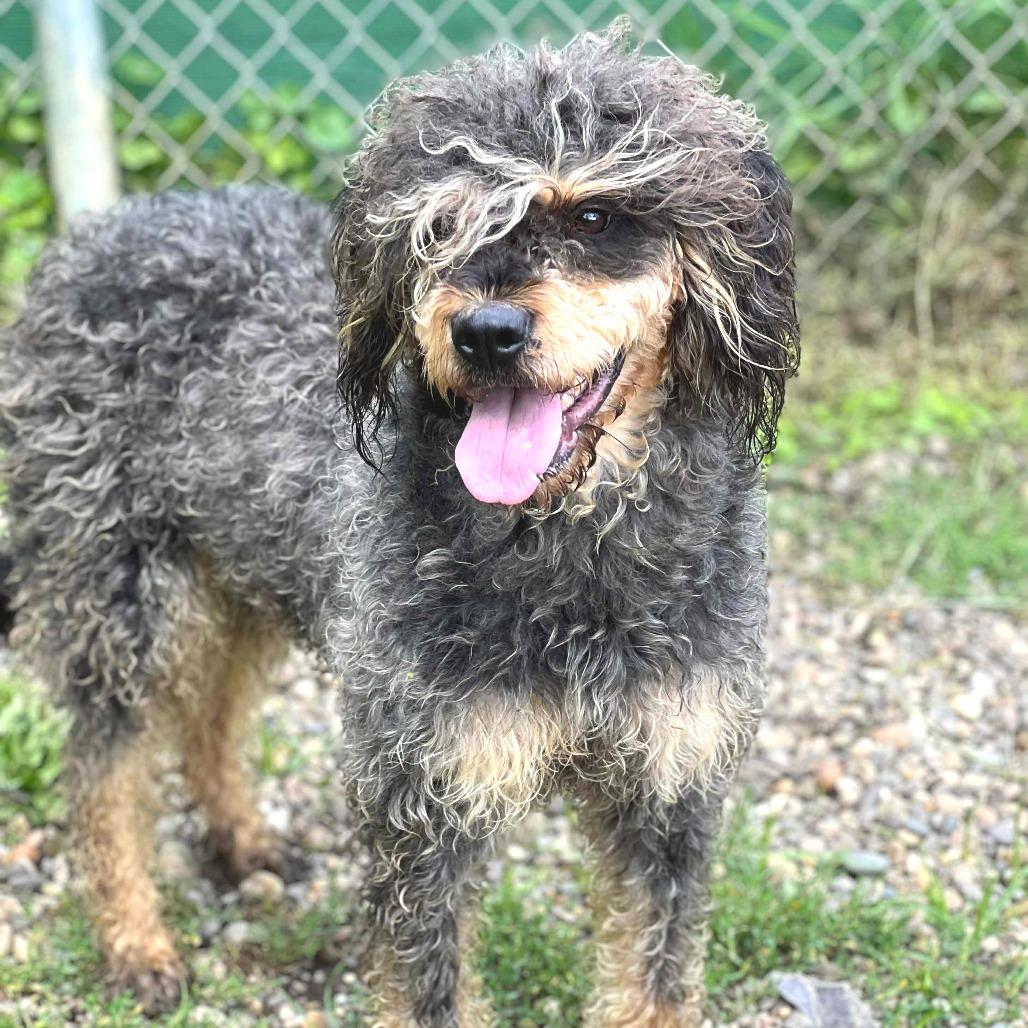 Matilda (7/26/2025), a Adoptable mixed breed in Kittanning, PA image 1/5