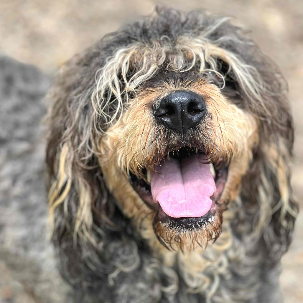 Matilda (7/26/2025), a Adoptable mixed breed in Kittanning, PA image 2/5